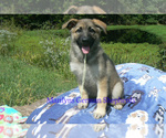 Small #3 German Shepherd Dog