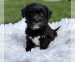 Small Photo #6 Morkie Puppy For Sale in ROCK STREAM, NY, USA