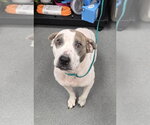 Small #2 Mutt