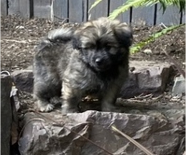 Medium Photo #1 Pomeranian-Zuchon Mix Puppy For Sale in SAMMAMISH, WA, USA