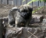 Small Photo #1 Pomeranian-Zuchon Mix Puppy For Sale in SAMMAMISH, WA, USA