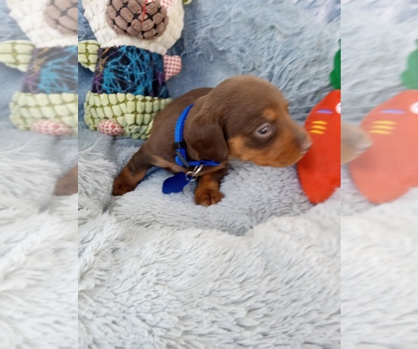 Medium Photo #10 Dachshund Puppy For Sale in COFFEYVILLE, KS, USA