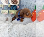 Small Photo #10 Dachshund Puppy For Sale in COFFEYVILLE, KS, USA