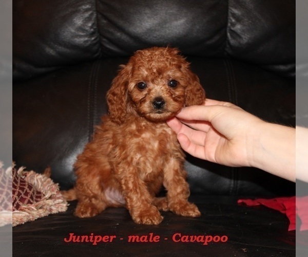Medium Photo #1 Cavapoo (Miniature) Puppy For Sale in CLARKRANGE, TN, USA