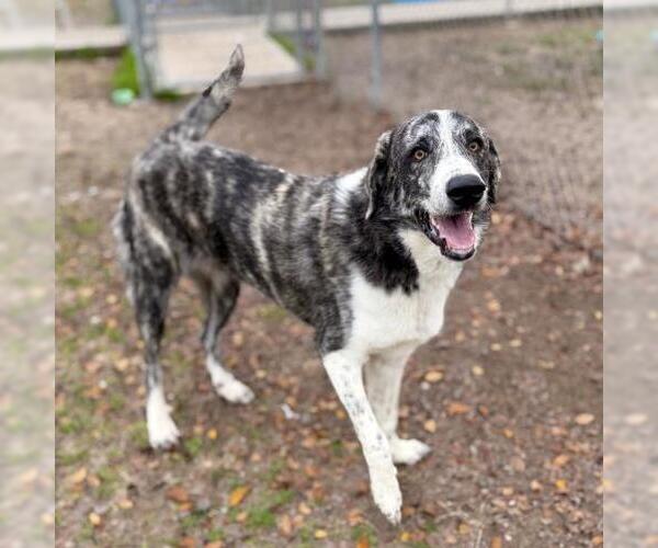 Medium Photo #1 Anatolian Shepherd-Unknown Mix Puppy For Sale in Conroe, TX, USA