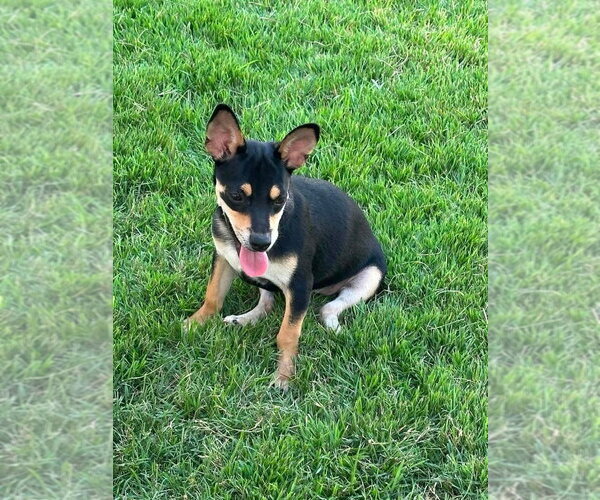 Medium Photo #4 Mutt Puppy For Sale in FRAMINGHAM, MA, USA