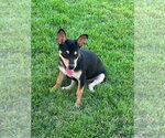 Small #3 Mutt