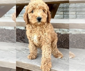 Goldendoodle (Miniature) Puppy for sale in CULLMAN, AL, USA