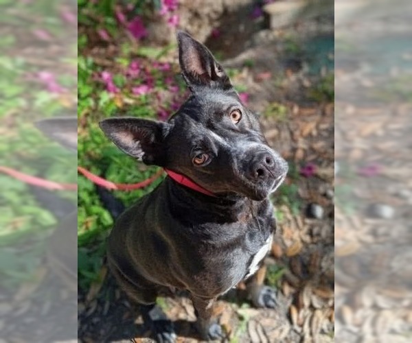 Medium Photo #1 German Shepherd Dog-Unknown Mix Puppy For Sale in  Gainesville, FL, USA