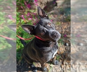 German Shepherd Dog-Unknown Mix Dogs for adoption in  Gainesville, FL, USA