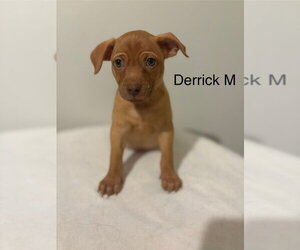 Chihuahua-Unknown Mix Dogs for adoption in Studio City, CA, USA