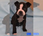 Small #3 Boston Terrier Mix