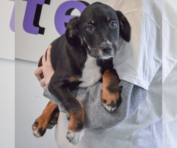 Medium Photo #2 Beagle-Unknown Mix Puppy For Sale in Huntley, IL, USA