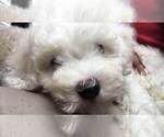 Small Photo #14 Bichon Frise Puppy For Sale in ATL, GA, USA