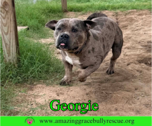 Bulldog Dogs for adoption in Milton, FL, USA