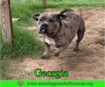 Small Bulldog