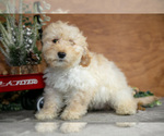 Puppy Harrison Goldendoodle (Miniature)