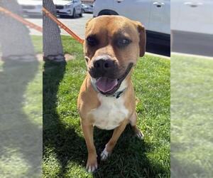 Labrador Retriever-Unknown Mix Dogs for adoption in Bakersfield, CA, USA