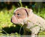 Small Photo #8 American Bully Puppy For Sale in PORTLAND, OR, USA