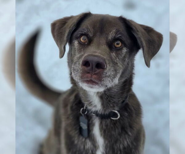 Medium Photo #3 Australian Shepherd-Chocolate Labrador retriever Mix Puppy For Sale in Cuba, NY, USA