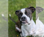 Small Photo #9 Mutt Puppy For Sale in Brights Grove, Ontario, Canada