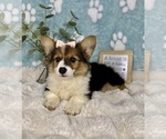 Small #3 Pembroke Welsh Corgi
