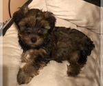 Small Photo #29 YorkiePoo Puppy For Sale in SEYMOUR, IN, USA
