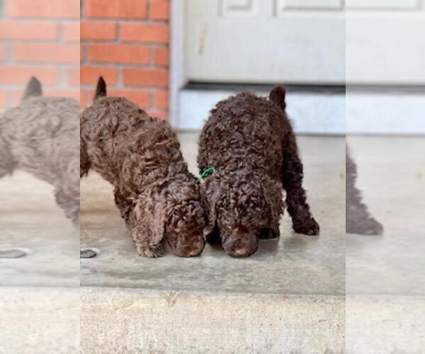 Medium Photo #2 Poodle (Miniature)-Poodle (Standard) Mix Puppy For Sale in CONCORD, CA, USA