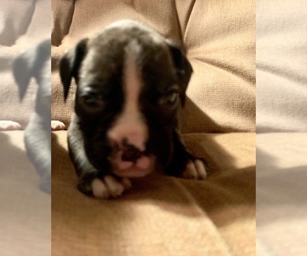 Medium Photo #7 Boxer Puppy For Sale in MECHANICS GROVE, PA, USA
