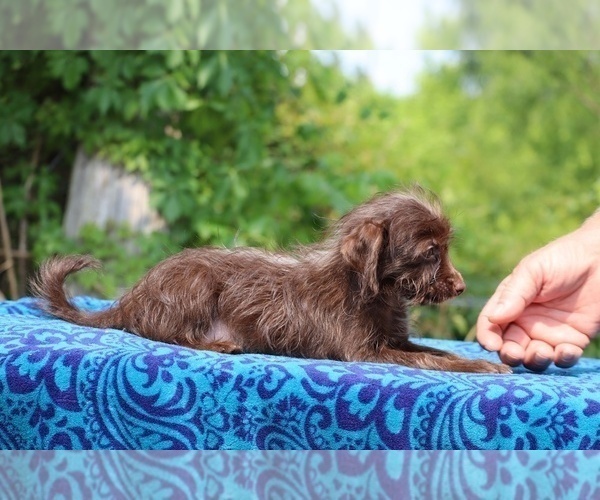 Medium Photo #4 Poodle (Toy)-YorkiePoo Mix Puppy For Sale in DYERSBURG, TN, USA