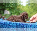 Small #3 Poodle (Toy)-YorkiePoo Mix