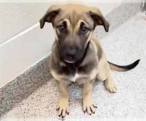 Medium Photo #2 Great Dane-Labrador Retriever Mix Puppy For Sale in Houston, TX, USA