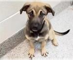 Small #1 Great Dane-Labrador Retriever Mix
