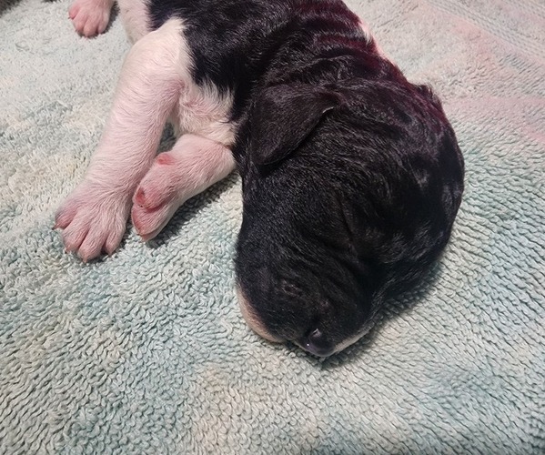 Medium Photo #6 Poodle (Standard) Puppy For Sale in CLAYTON, WA, USA