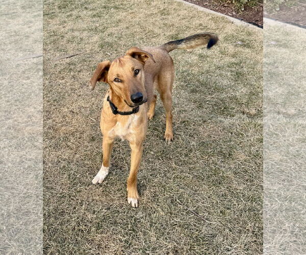 Medium Photo #3 Mutt Puppy For Sale in Sandy, UT, USA