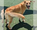 Small #4 Anatolian Shepherd Mix