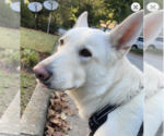Small #2 white german shepherd Mix