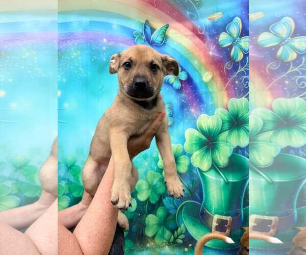 Medium Photo #4 Mutt Puppy For Sale in Pompano Beach , FL, USA