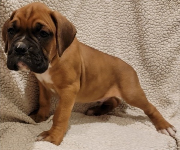 Medium Photo #2 Boxer Puppy For Sale in JOLIET, IL, USA
