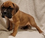 Small Photo #2 Boxer Puppy For Sale in JOLIET, IL, USA