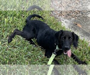Field Spaniel-Unknown Mix Dogs for adoption in Royal Palm Beach, FL, USA