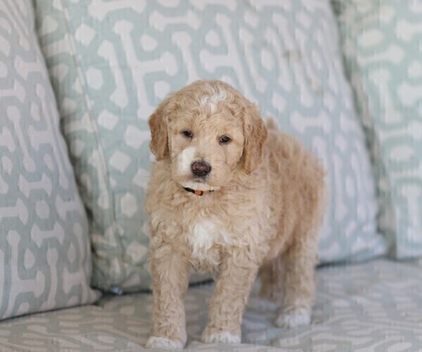 Medium Photo #9 Goldendoodle (Miniature) Puppy For Sale in MANHEIM, PA, USA