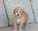 Small Photo #9 Goldendoodle (Miniature) Puppy For Sale in MANHEIM, PA, USA
