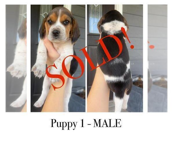 Medium Photo #2 Beagle Puppy For Sale in MCPHERSON, KS, USA
