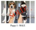 Small #1 Beagle