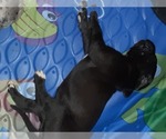Small Photo #6 Great Dane Puppy For Sale in PIERSON, MI, USA