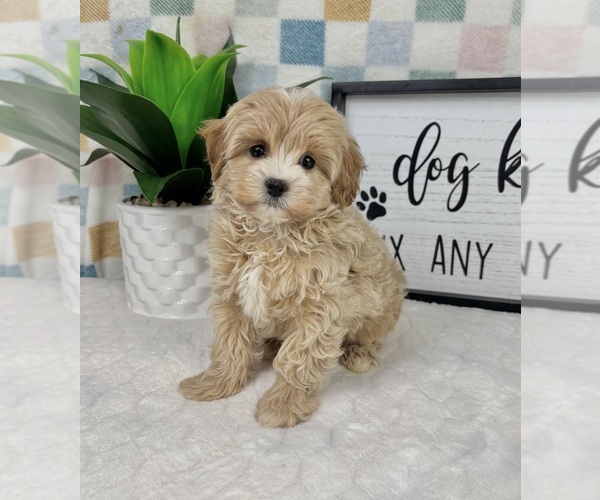 Medium Photo #5 Cavapoo (Miniature) Puppy For Sale in FRANKLIN, IN, USA