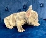 Small Photo #1 French Bulldog Puppy For Sale in TERRACE PARK, OH, USA