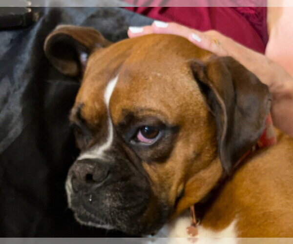 Medium Photo #2 Boxer Puppy For Sale in Austin, TX, USA