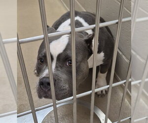 American Pit Bull Terrier Dogs for adoption in Decatur, IL, USA